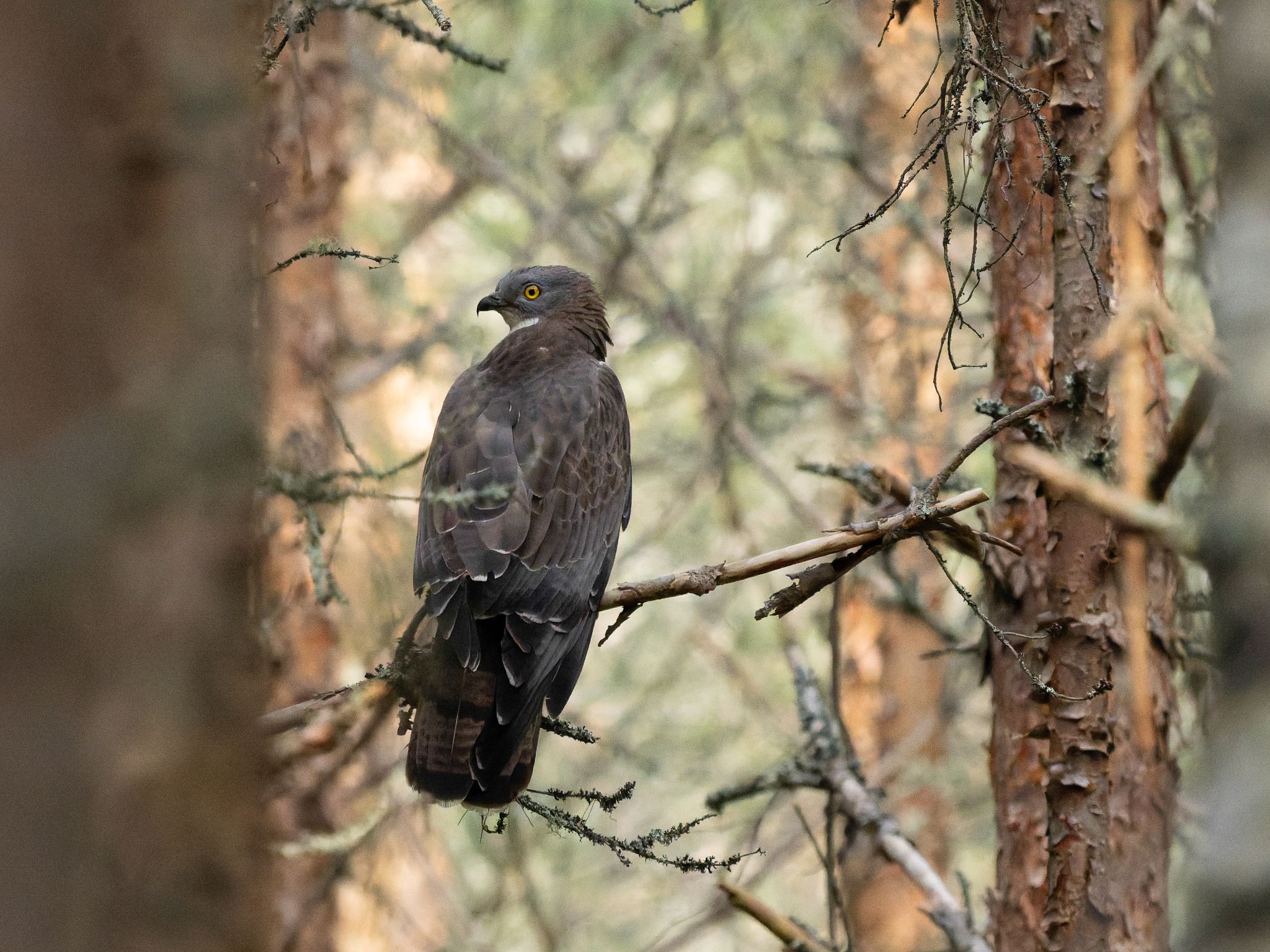 Wespenbussard